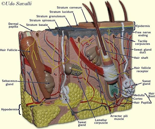 Human Skin Anatomy Models